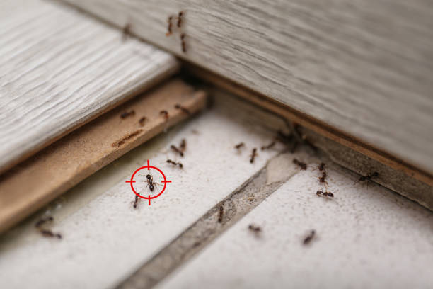Best Wasp Removal Services  in Lochmoor Waterway Estates, FL